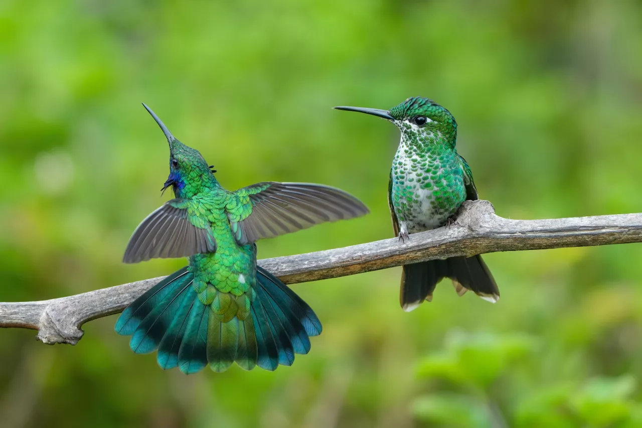 Lesser violetear displaying its ears to a Green-crowned brilliant in Los Quetzales National Park Photo by Giles Laurent