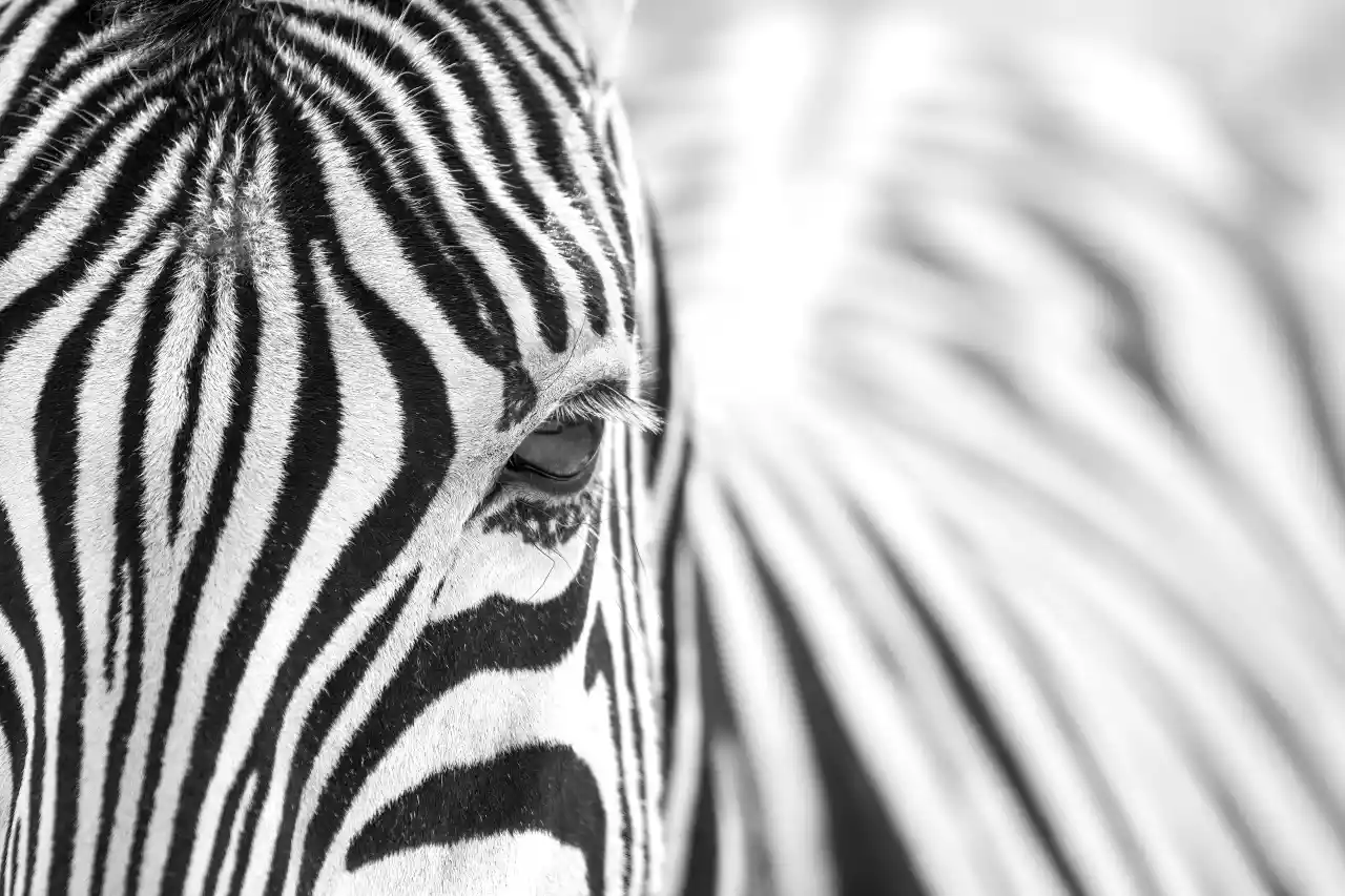 Plains zebra eye close-up in Etosha National Park Photo by Giles Laurent
