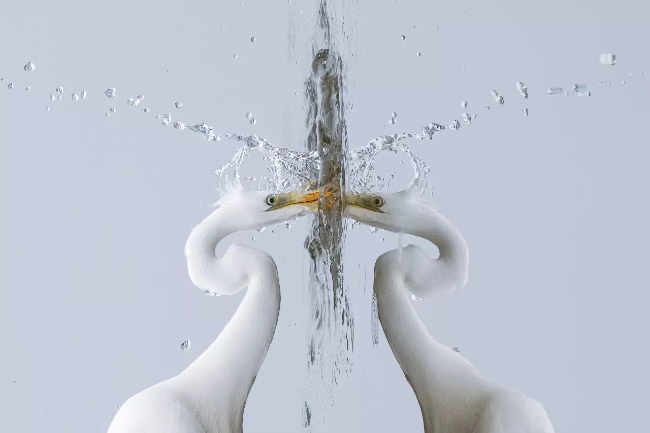 Great egret fishing during a foggy day at Champ-Pittet Photo by Giles Laurent