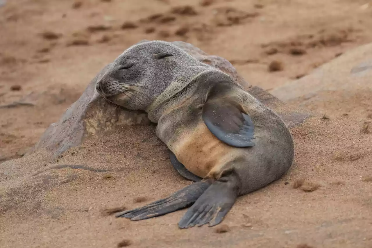 Baby cape fur seal sleeping at Cape cross Photo by Giles Laurent