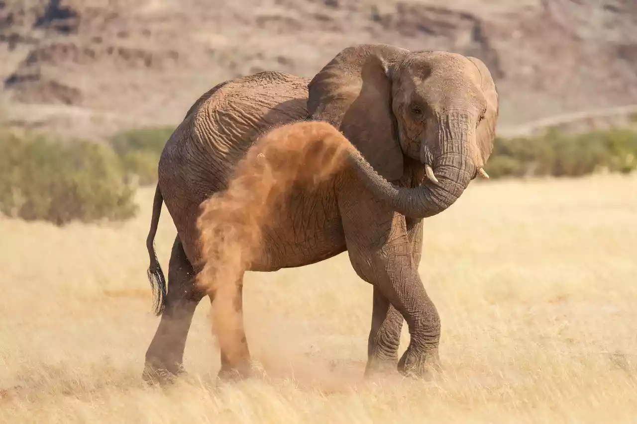 016a Desert-adapted elephant dust bathing in Damaraland Photo by Giles Laurent