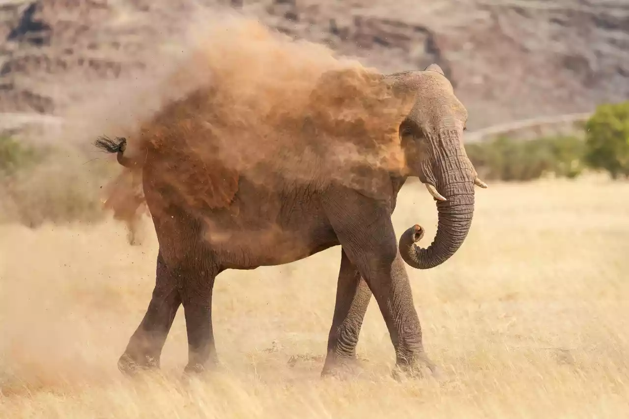 016b Desert-adapted elephant dust bathing in Damaraland Photo by Giles Laurent