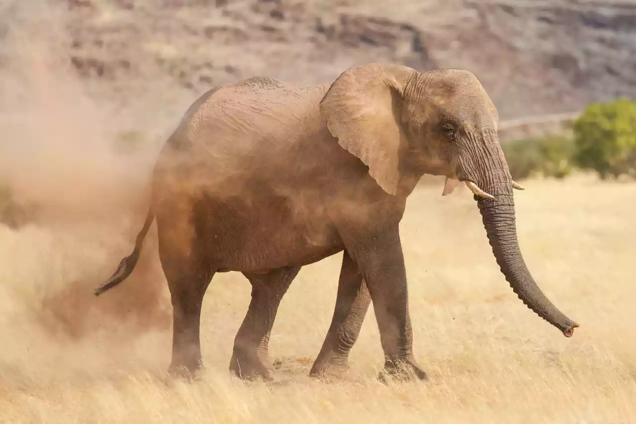 016c Desert-adapted elephant dust bathing in Damaraland Photo by Giles Laurent