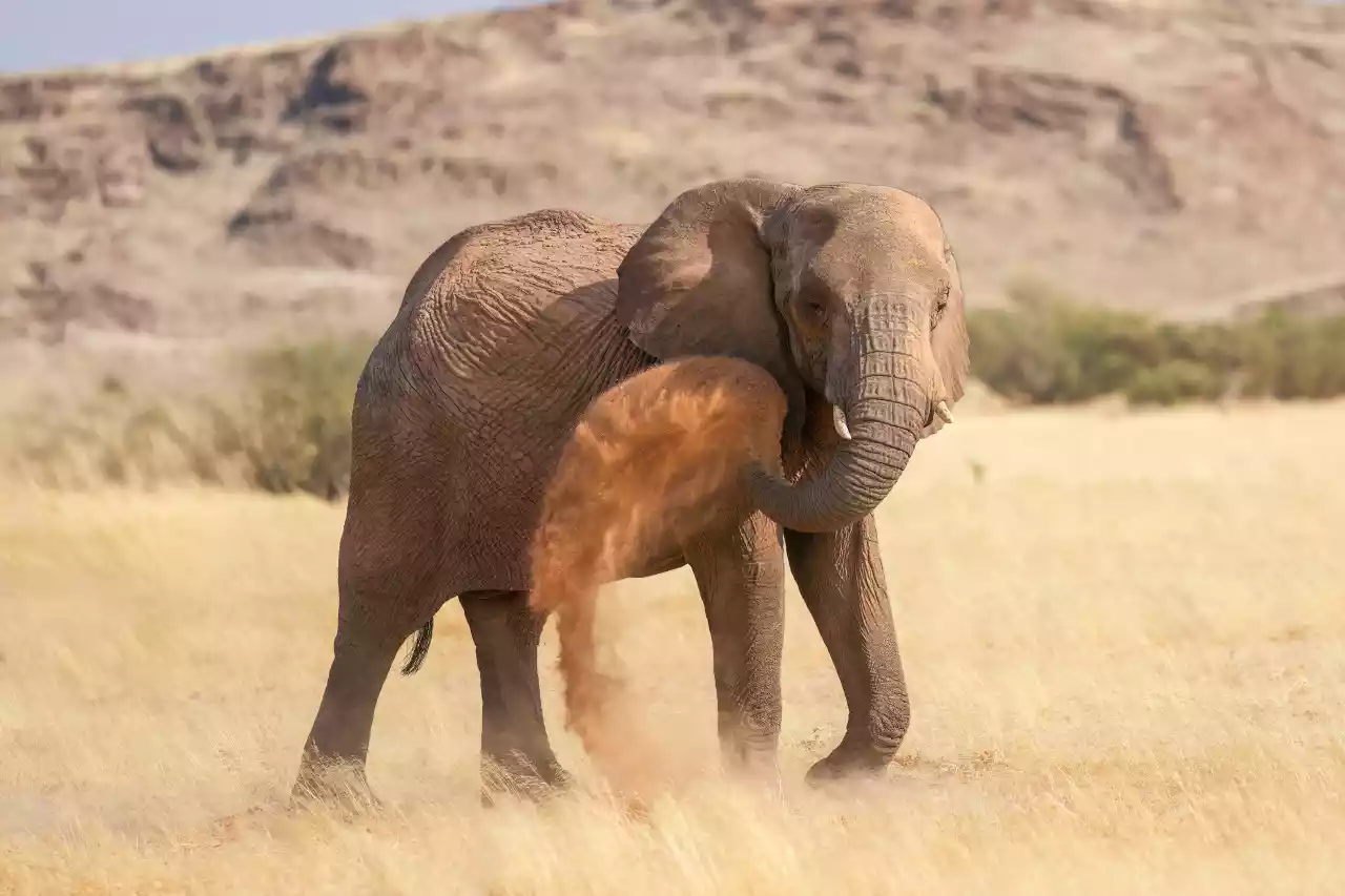 016d Desert-adapted elephant dust bathing in Damaraland Photo by Giles Laurent