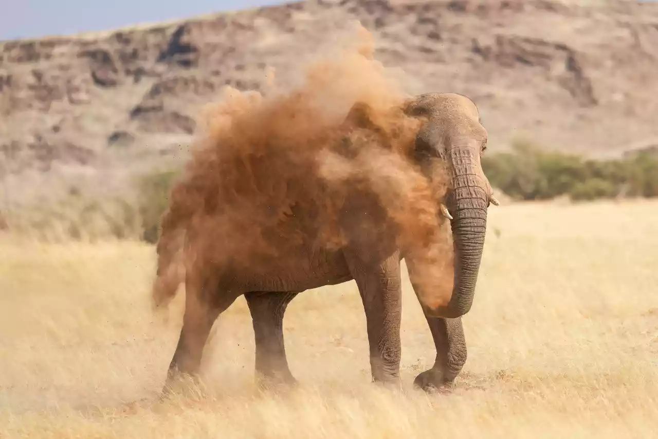 016e Desert-adapted elephant dust bathing in Damaraland Photo by Giles Laurent