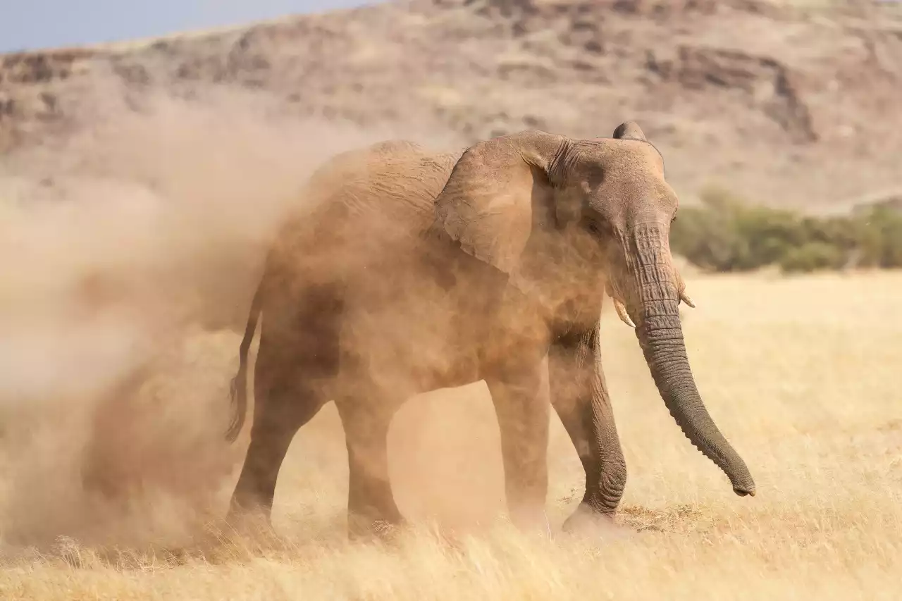 016f Desert-adapted elephant dust bathing in Damaraland Photo by Giles Laurent