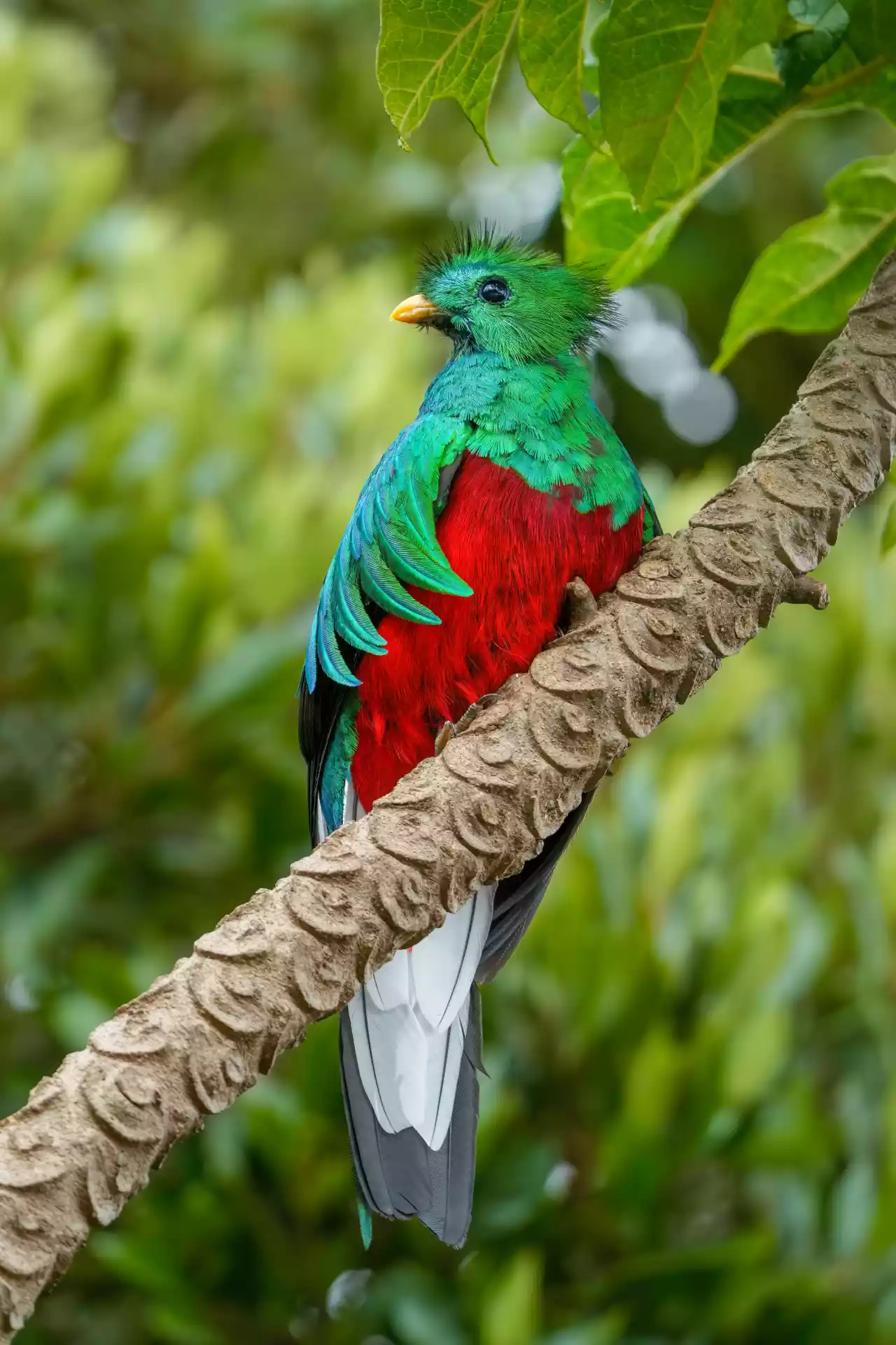 Male Resplendent quetzal in Los Quetzales National Park Photo by Giles Laurent