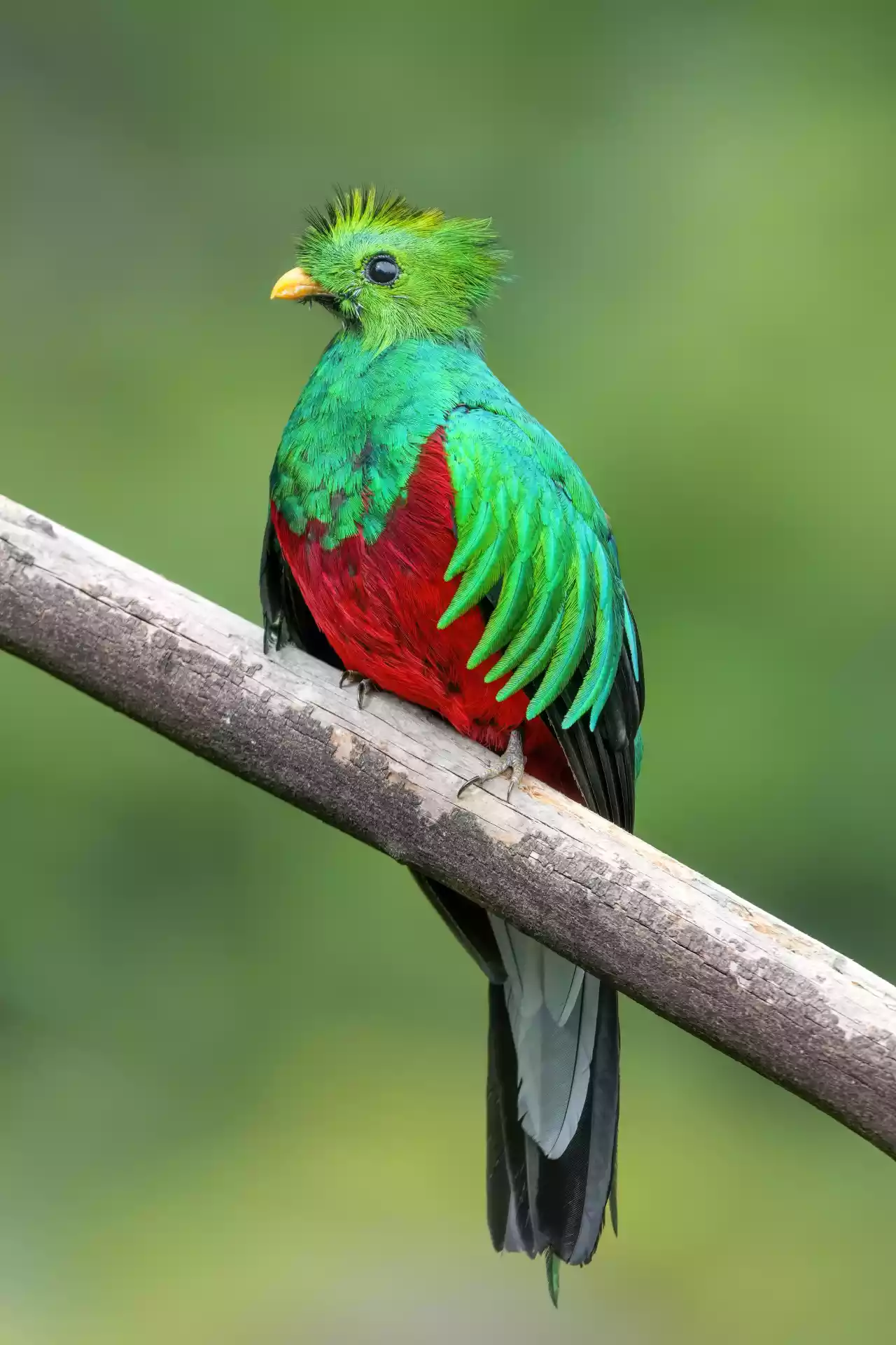 Male Resplendent quetzal in Los Quetzales National Park Photo by Giles Laurent