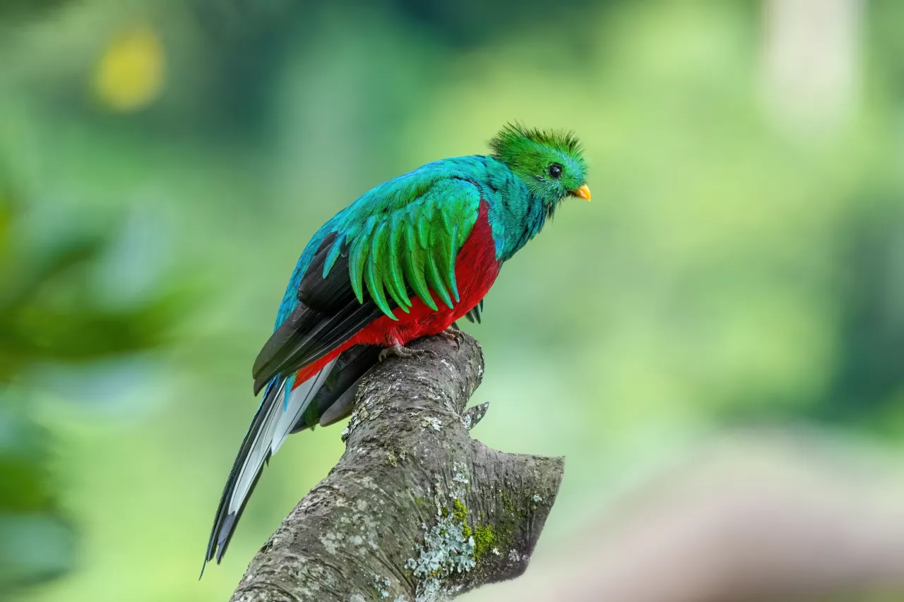 Male Resplendent quetzal in Los Quetzales National Park Photo by Giles Laurent