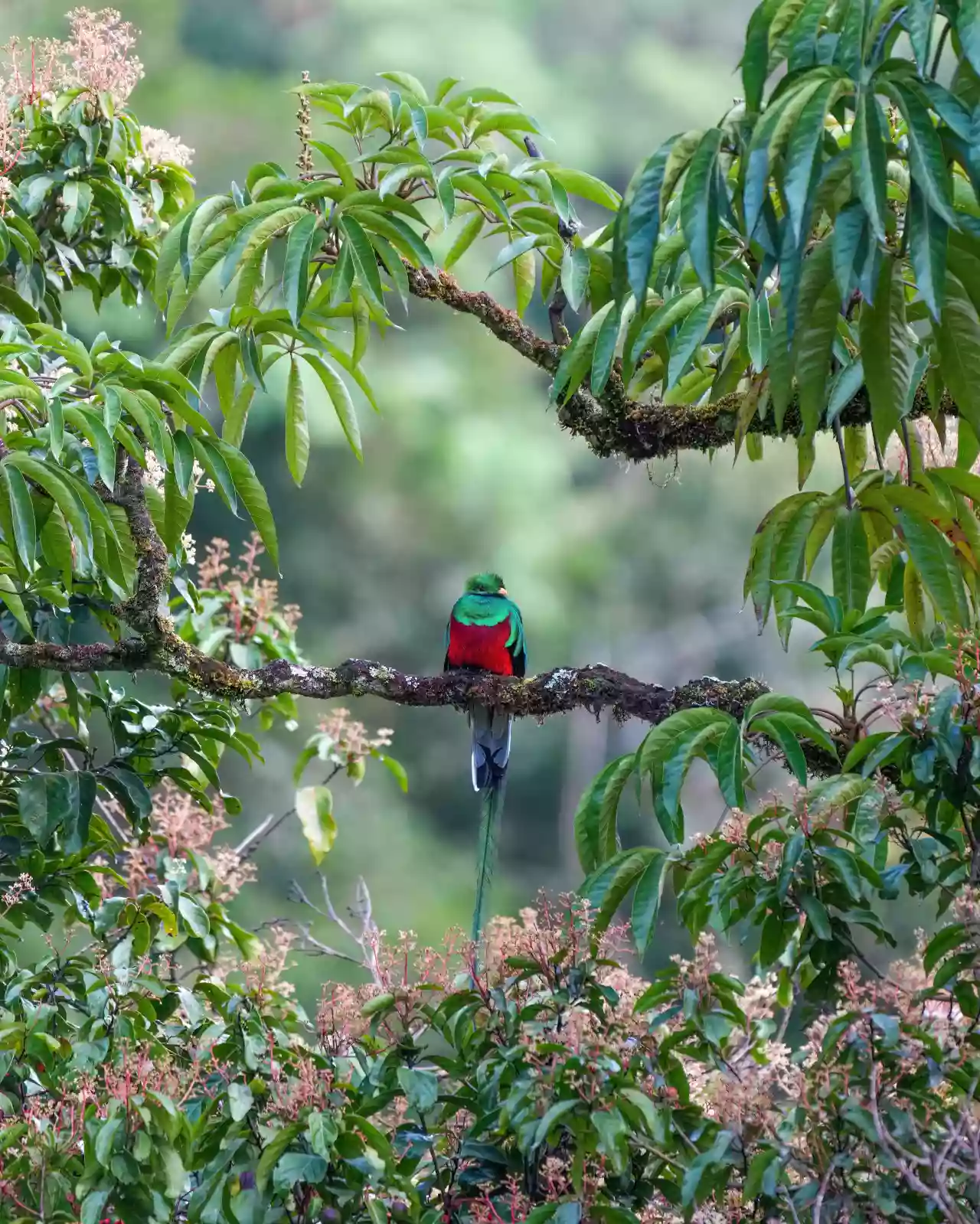 Male Resplendent quetzal in Los Quetzales National Park Photo by Giles Laurent
