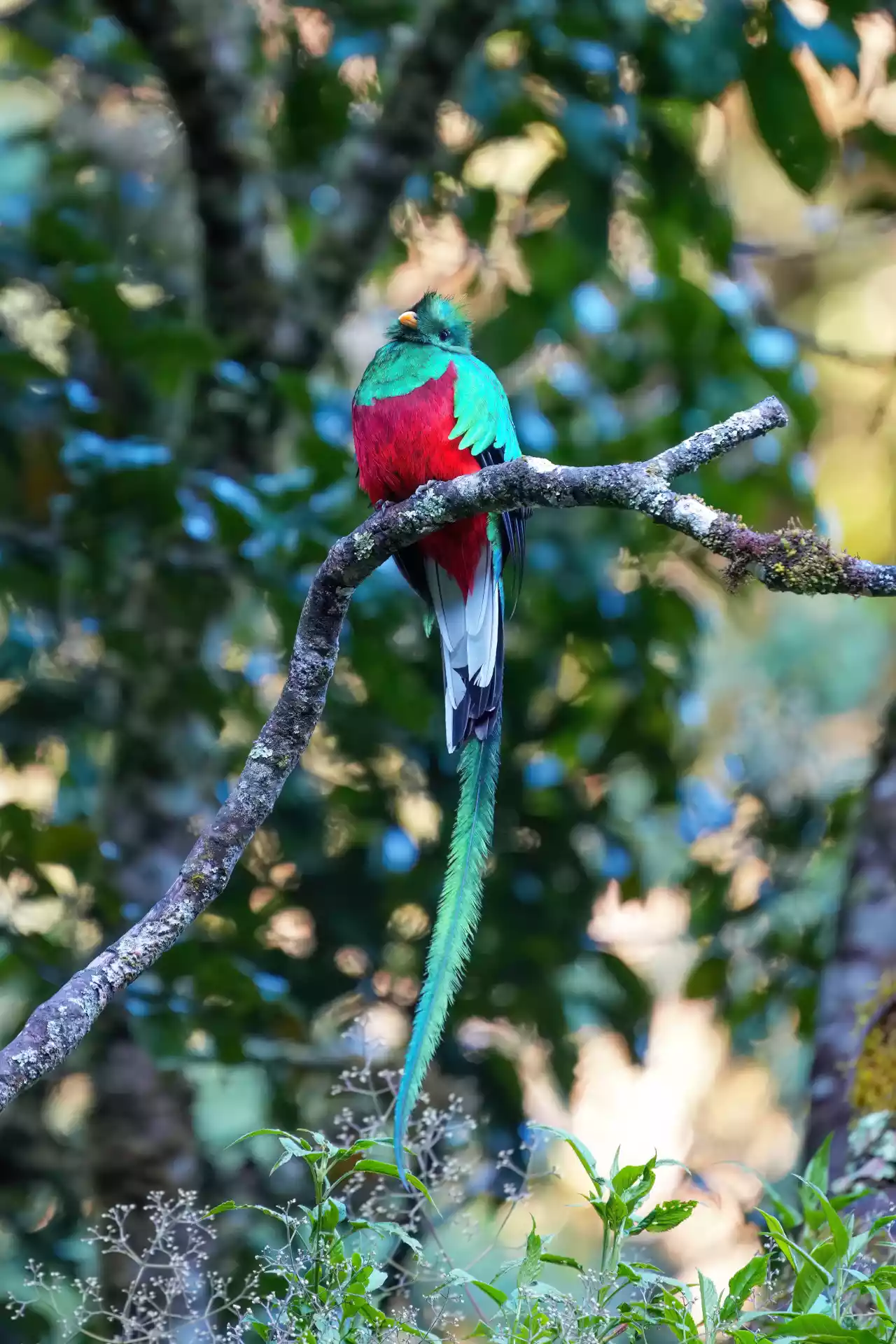 Male Resplendent quetzal with a long tail in Los Quetzales National Park Photo by Giles Laurent