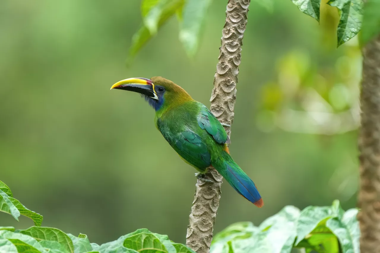 Northern Emerald-toucanet in Los Quetzales National Park Photo by Giles Laurent