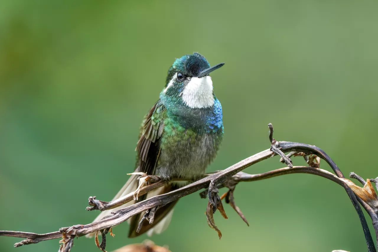 Male White-throated mountaingem in Los Quetzales National Park Photo by Giles Laurent
