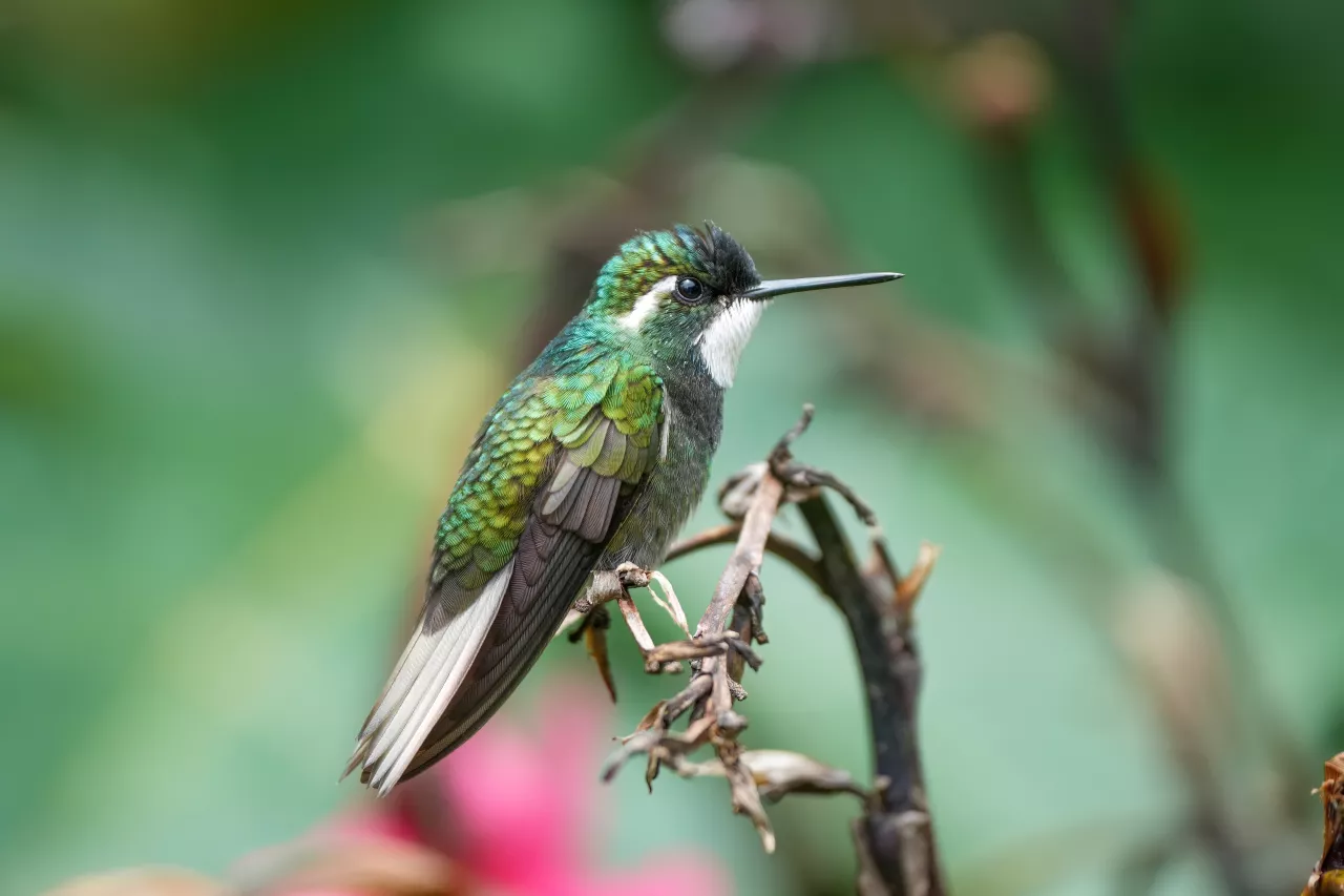 Male White-throated mountaingem in Los Quetzales National Park Photo by Giles Laurent