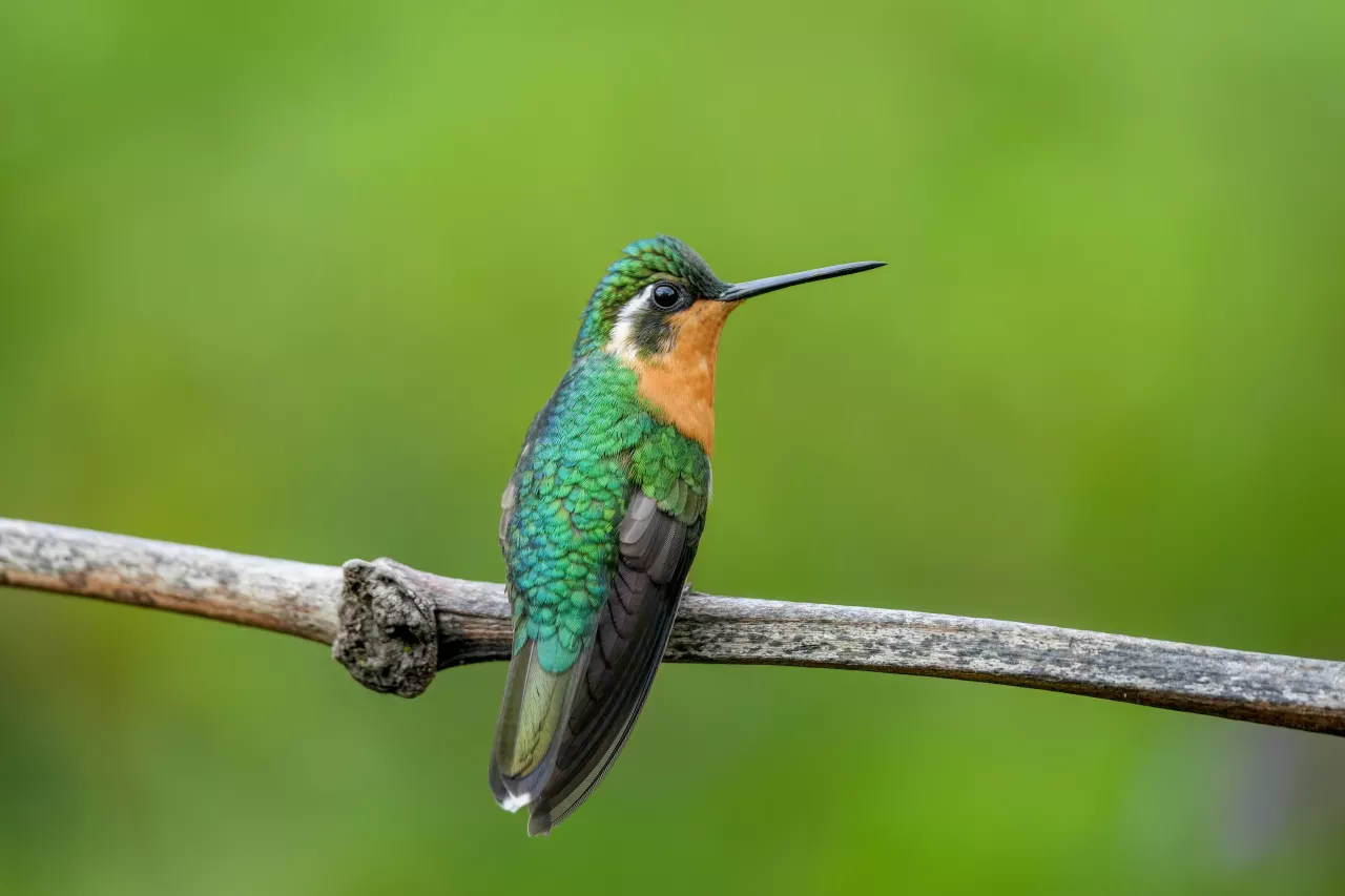 Female White-throated mountaingem in Los Quetzales National Park Photo by Giles Laurent