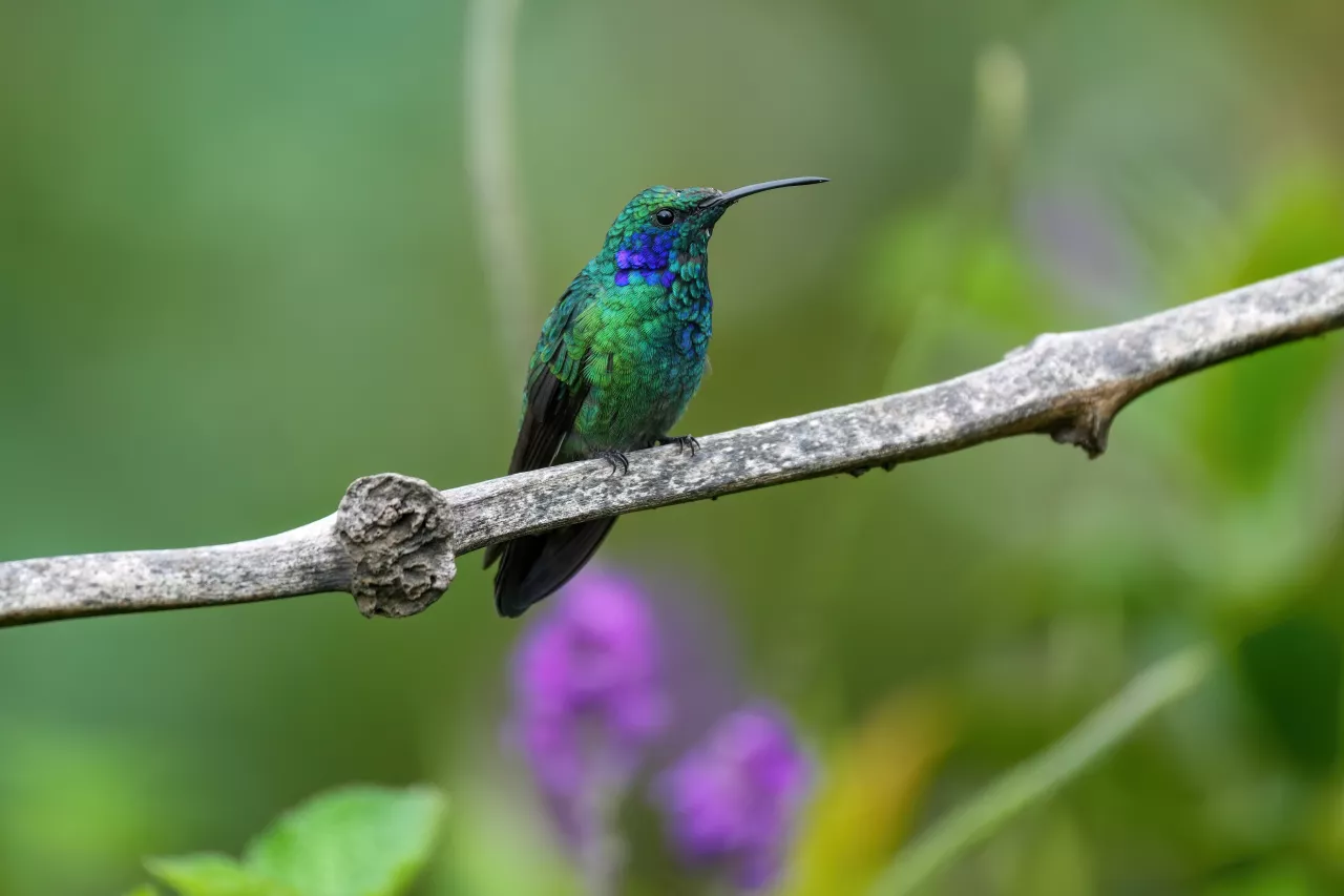 Lesser violetear in Los Quetzales National Park Photo by Giles Laurent