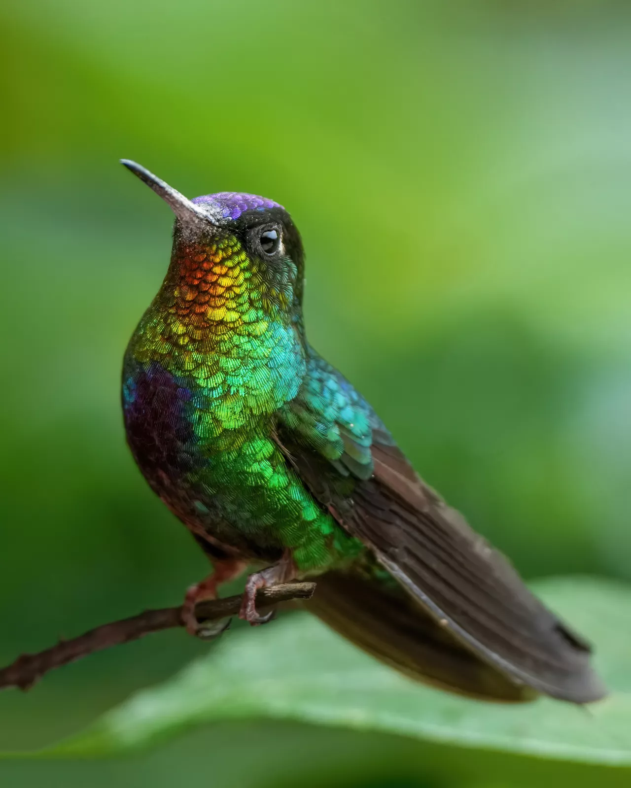Fiery-throated hummingbird in Los Quetzales National Park Photo by Giles Laurent