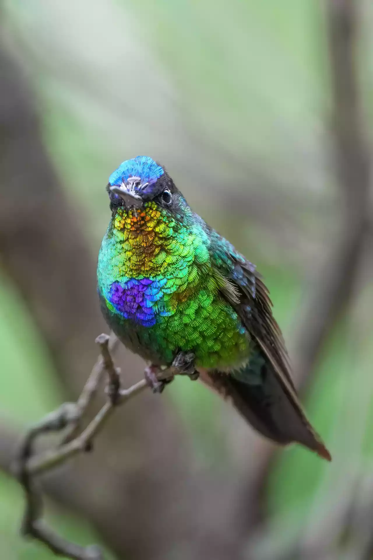 Fiery-throated hummingbird in Los Quetzales National Park Photo by Giles Laurent