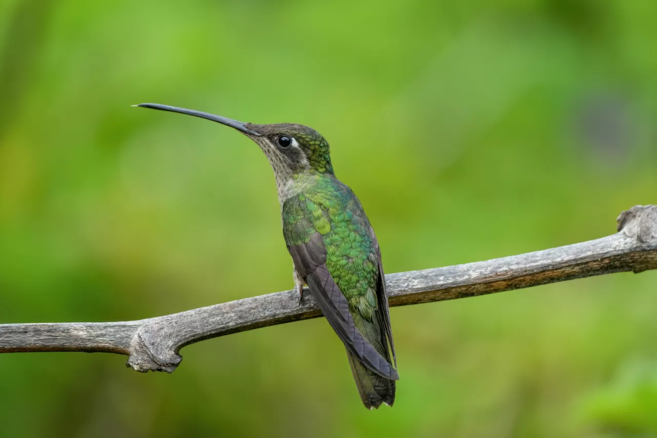 Female Rivoli's hummingbird in Los Quetzales National Park Photo by Giles Laurent