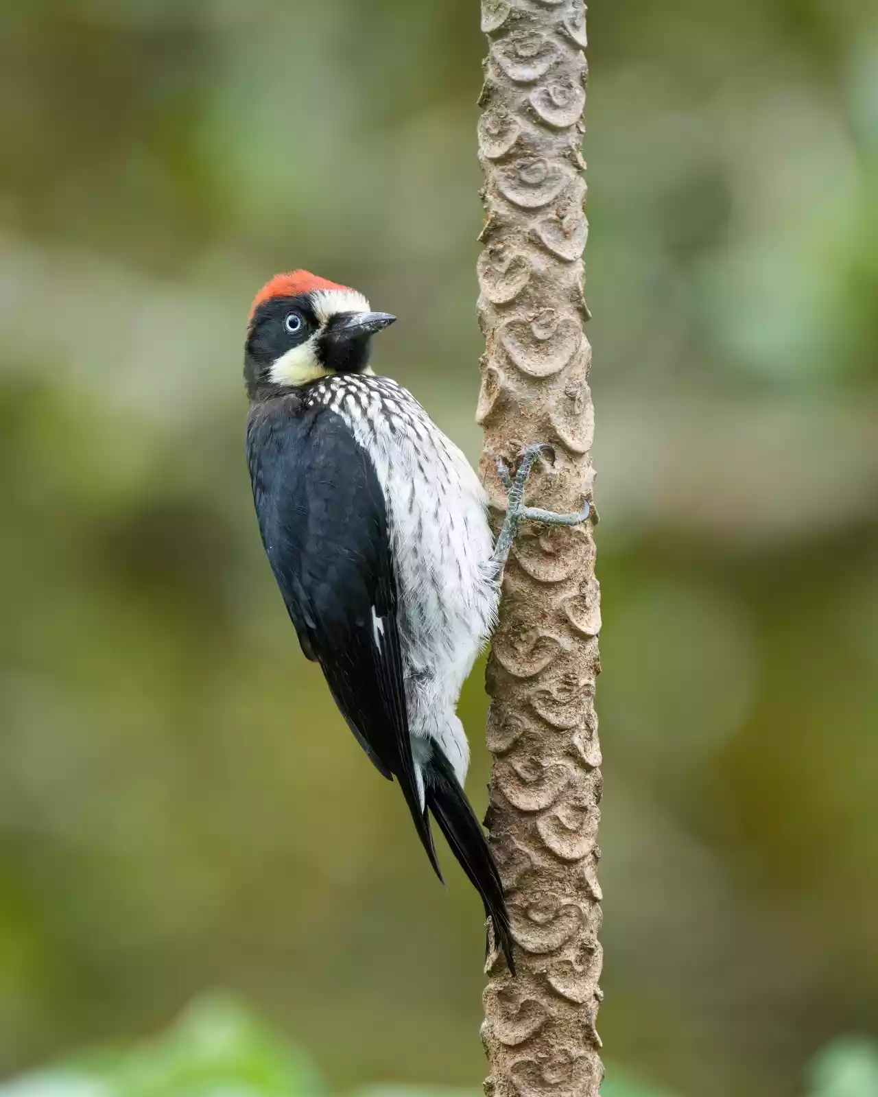Male Acorn woodpecker in Los Quetzales National Park Photo by Giles Laurent