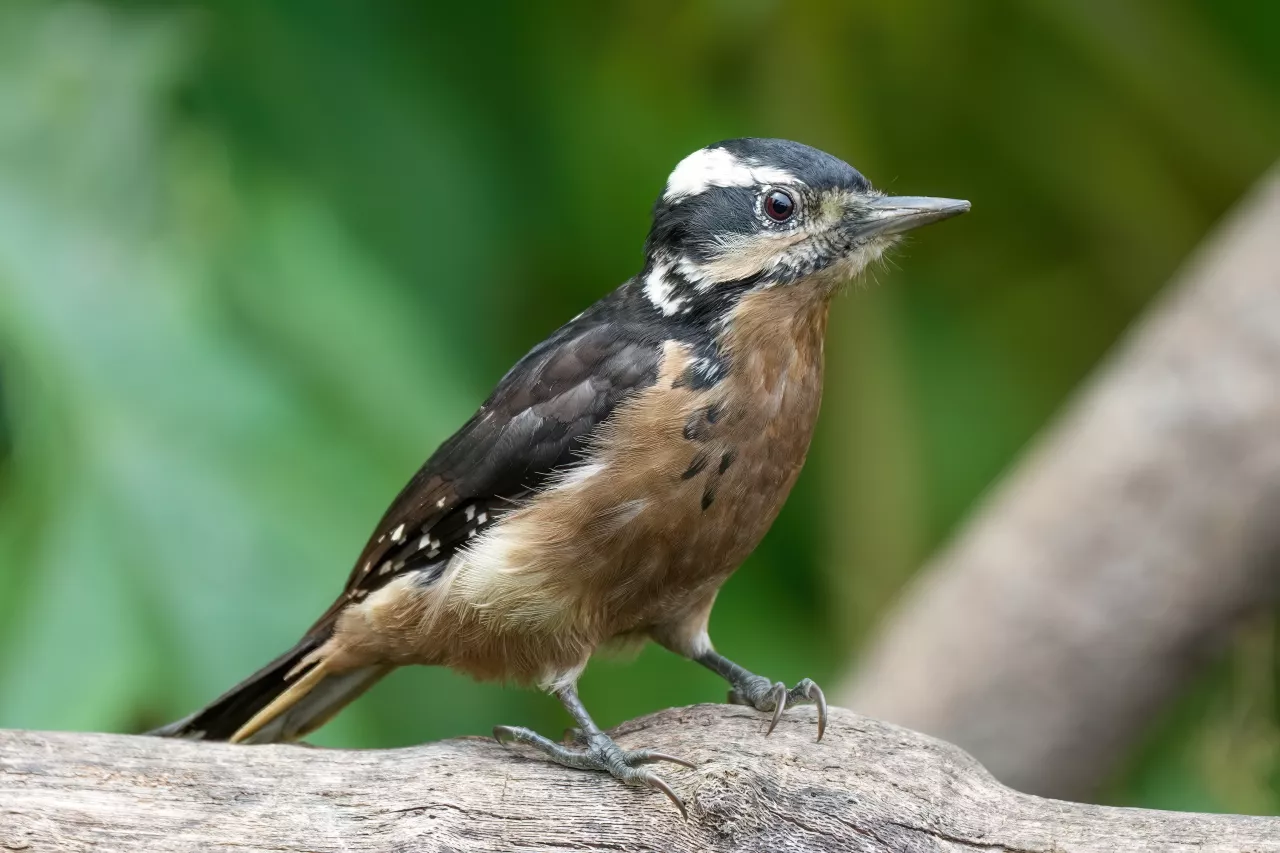 Juvenile Hairy woodpecker in Los Quetzales National Park Photo by Giles Laurent