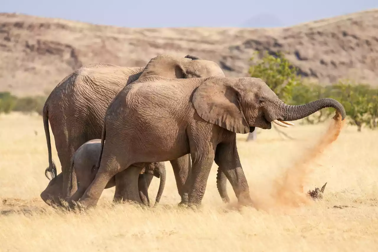 074a Desert-adapted elephants dust bathing in Damaraland Photo by Giles Laurent
