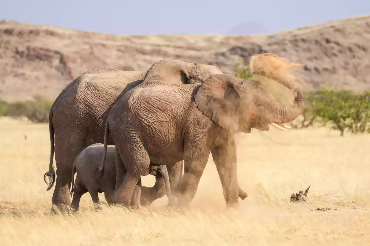 074b Desert-adapted elephants dust bathing in Damaraland Photo by Giles Laurent