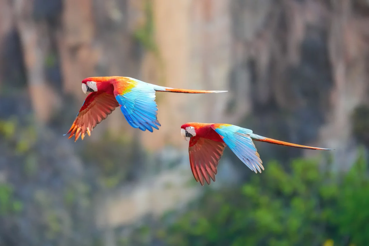 Red-and-green macaw couple flying in Chapada dos Guimarães National Park Photo by Giles Laurent