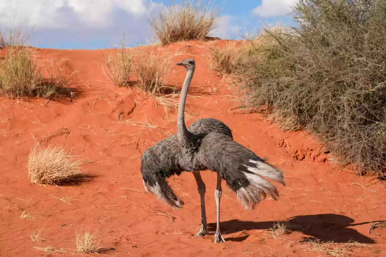 Namibia DSA1C00662 Photo by Giles Laurent