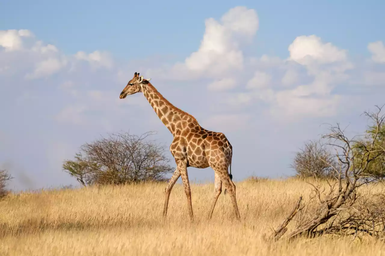 Namibia DSA1C00754 Photo by Giles Laurent