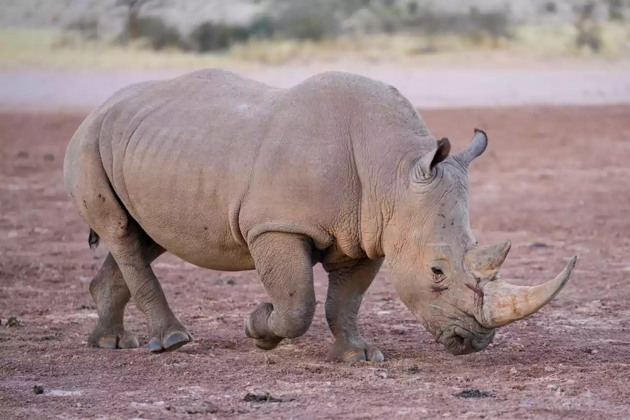 Namibia DSA1C00882 Photo by Giles Laurent