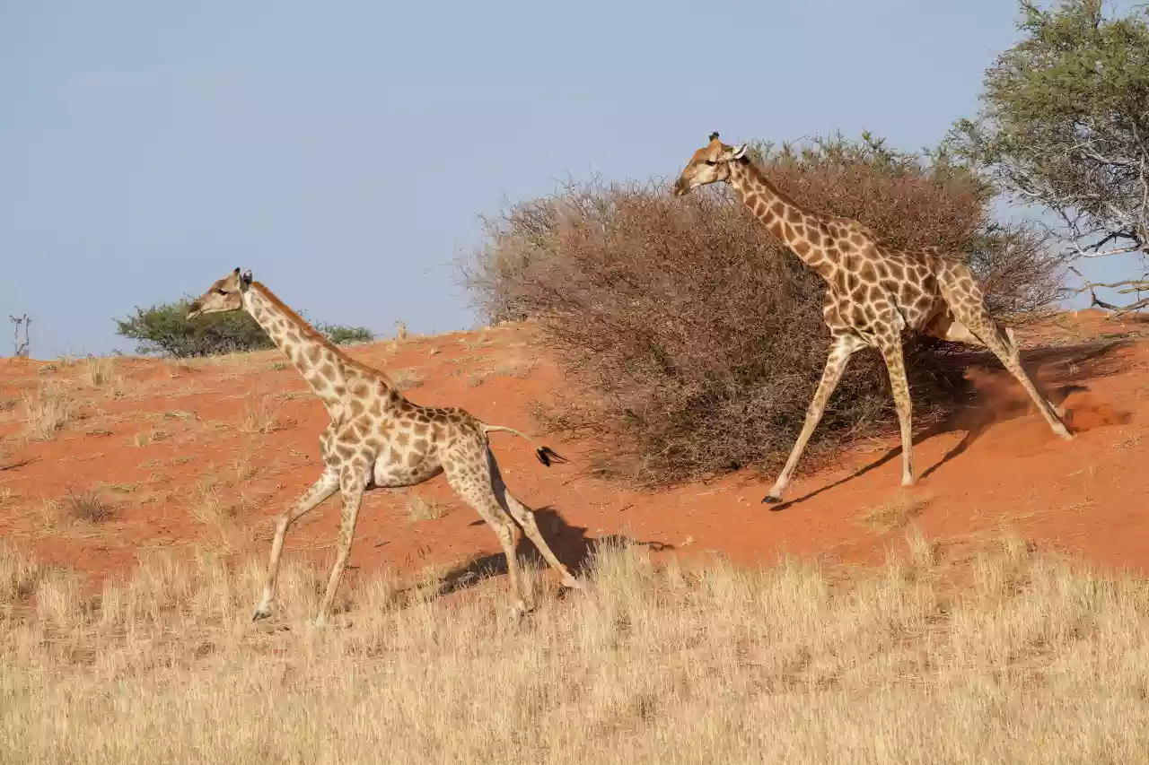 Namibia DSA1C01118 Photo by Giles Laurent