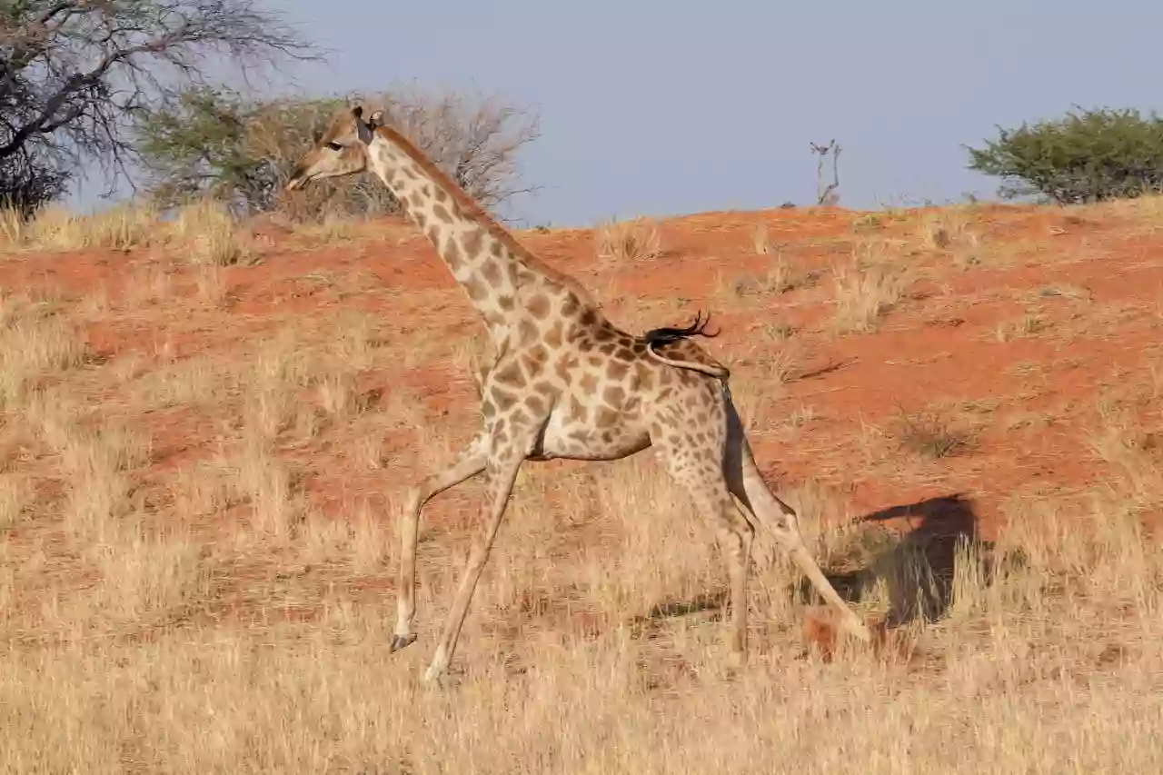 Namibia DSA1C01120 Photo by Giles Laurent