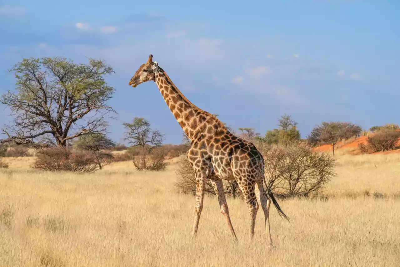 Namibia DSA1C01164a Photo by Giles Laurent