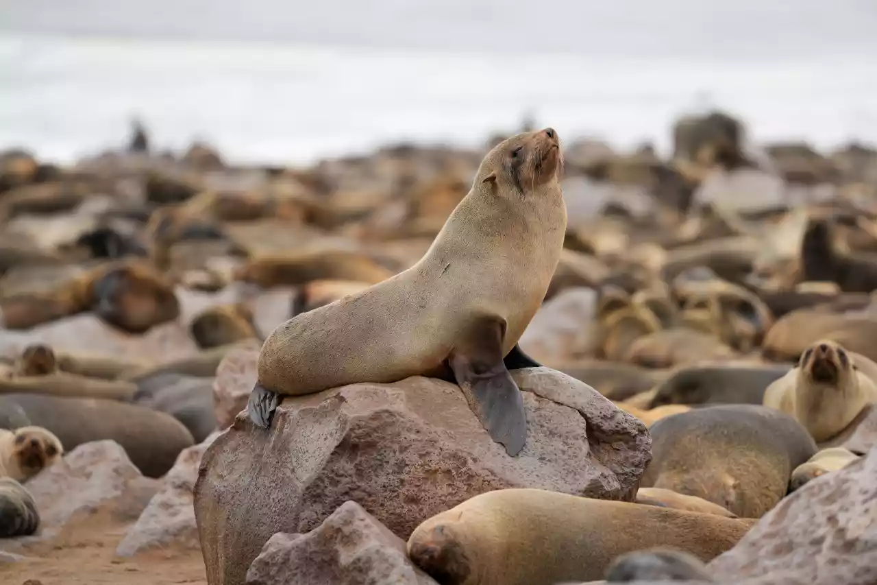 Namibia DSA1C02607 Photo by Giles Laurent