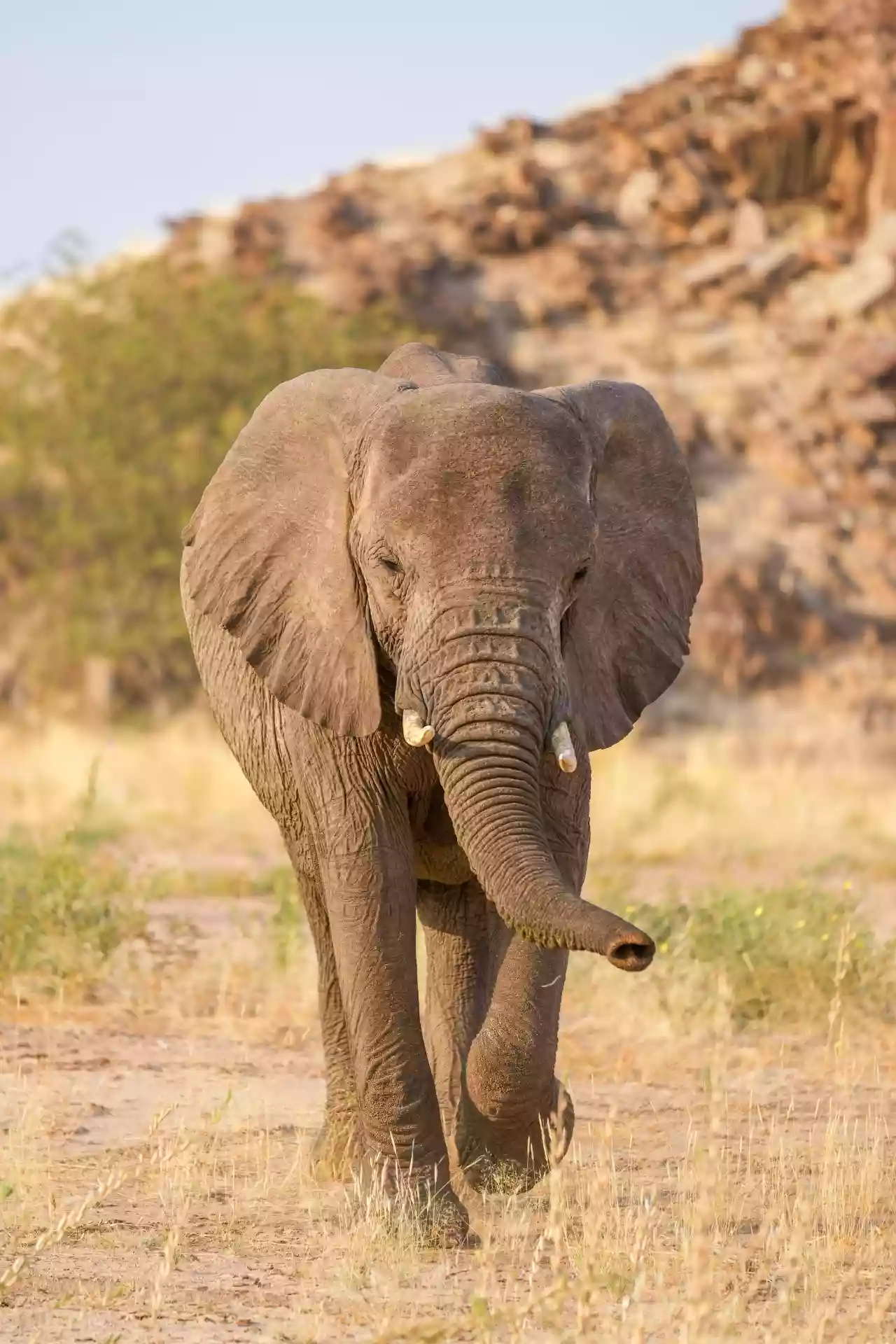 Namibia DSA1C03148 Photo by Giles Laurent