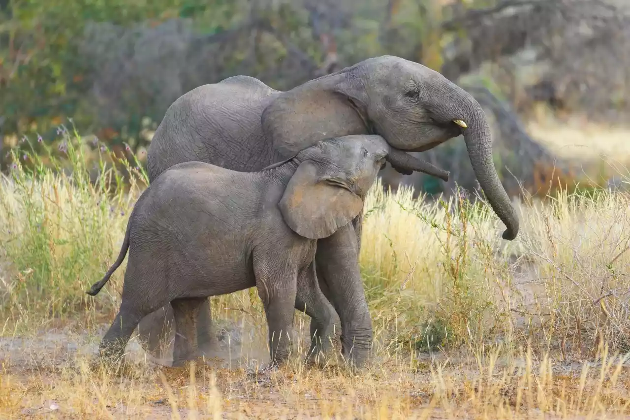 Namibia DSA1C03222-2 Photo by Giles Laurent