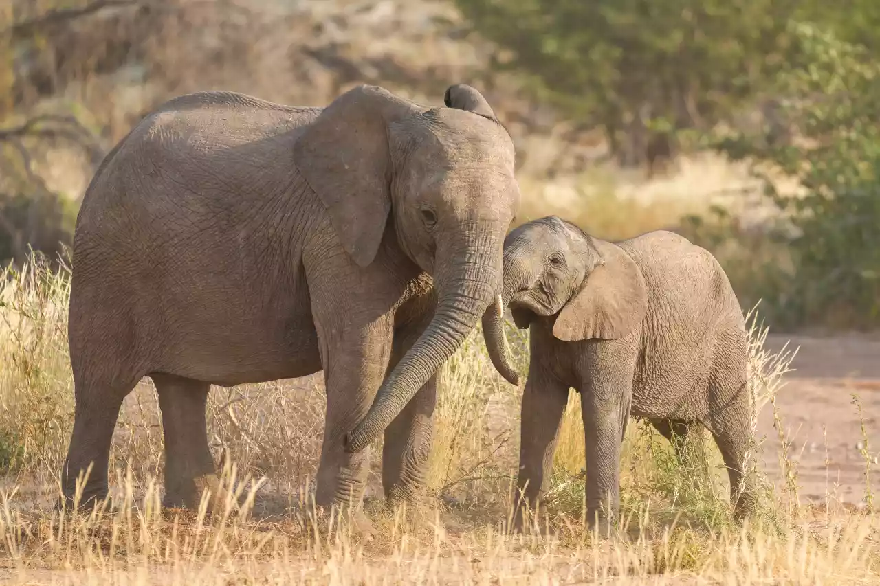 Namibia DSA1C03263 Photo by Giles Laurent