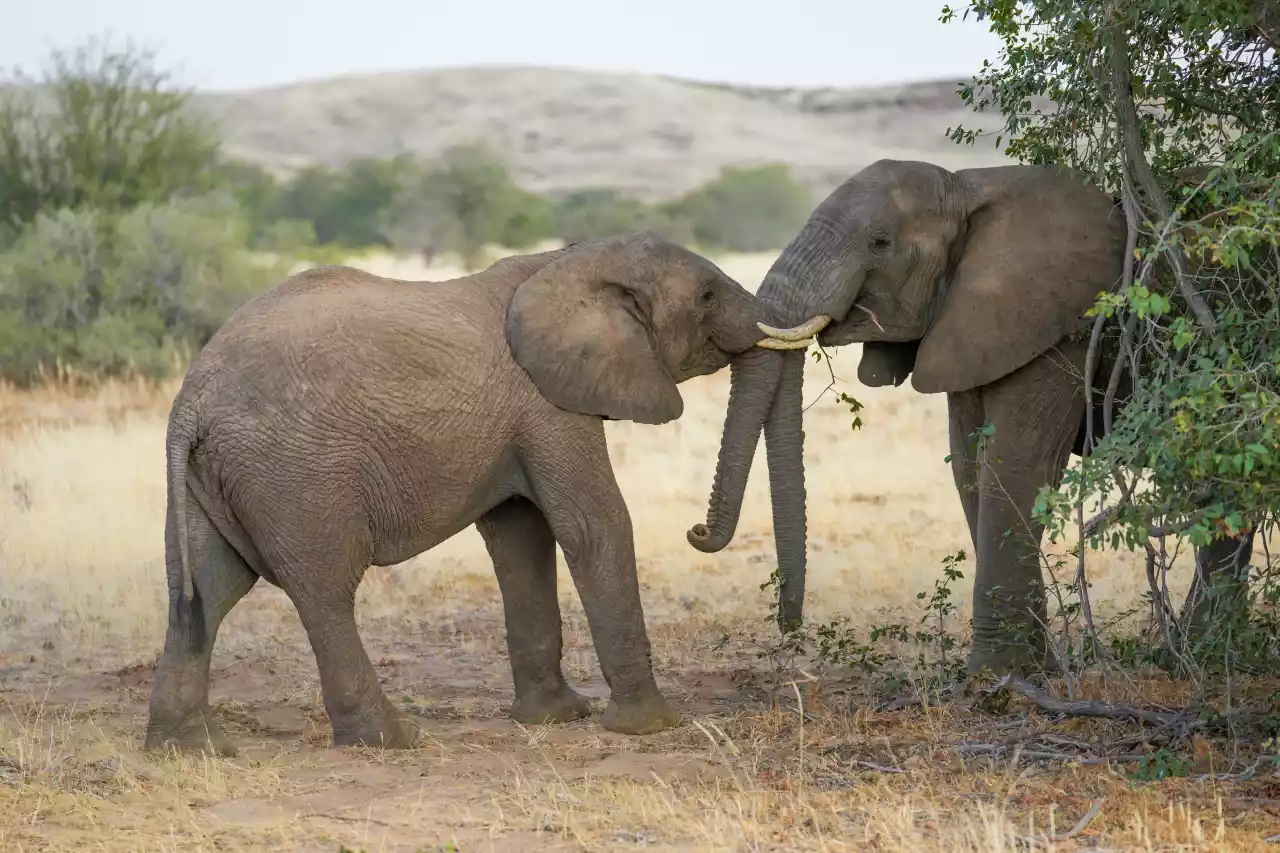 Namibia DSA1C03515 Photo by Giles Laurent