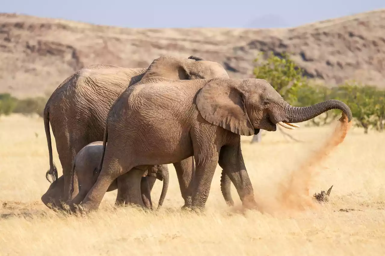 Namibia DSA1C03567 Photo by Giles Laurent