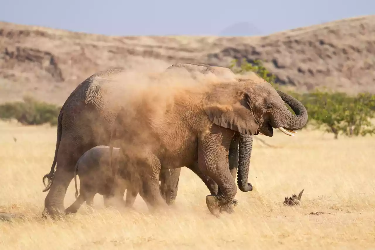 Namibia DSA1C03569 Photo by Giles Laurent