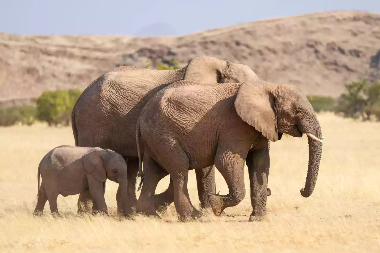 Namibia DSA1C03572 Photo by Giles Laurent