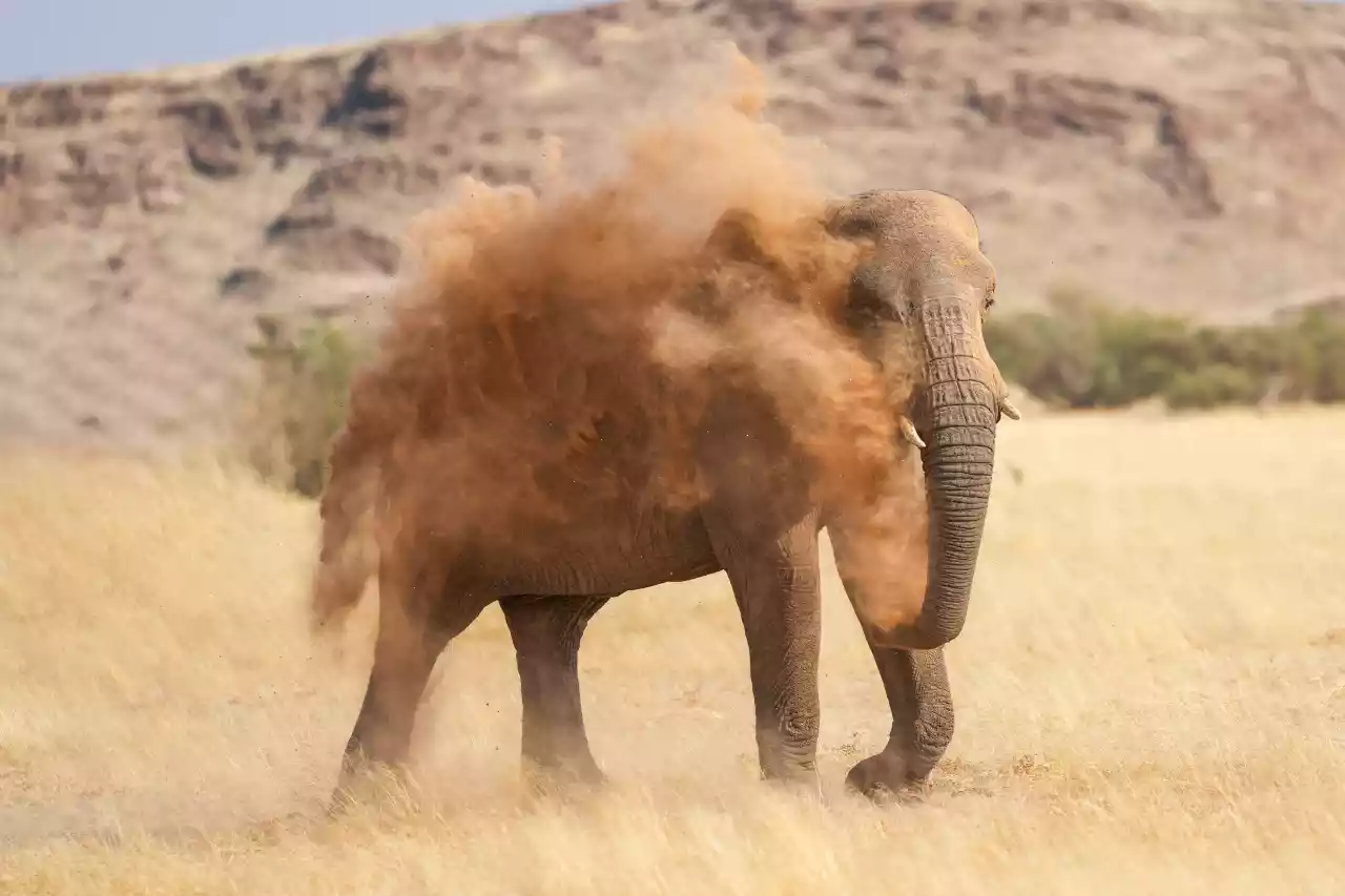 Namibia DSA1C03585a Photo by Giles Laurent