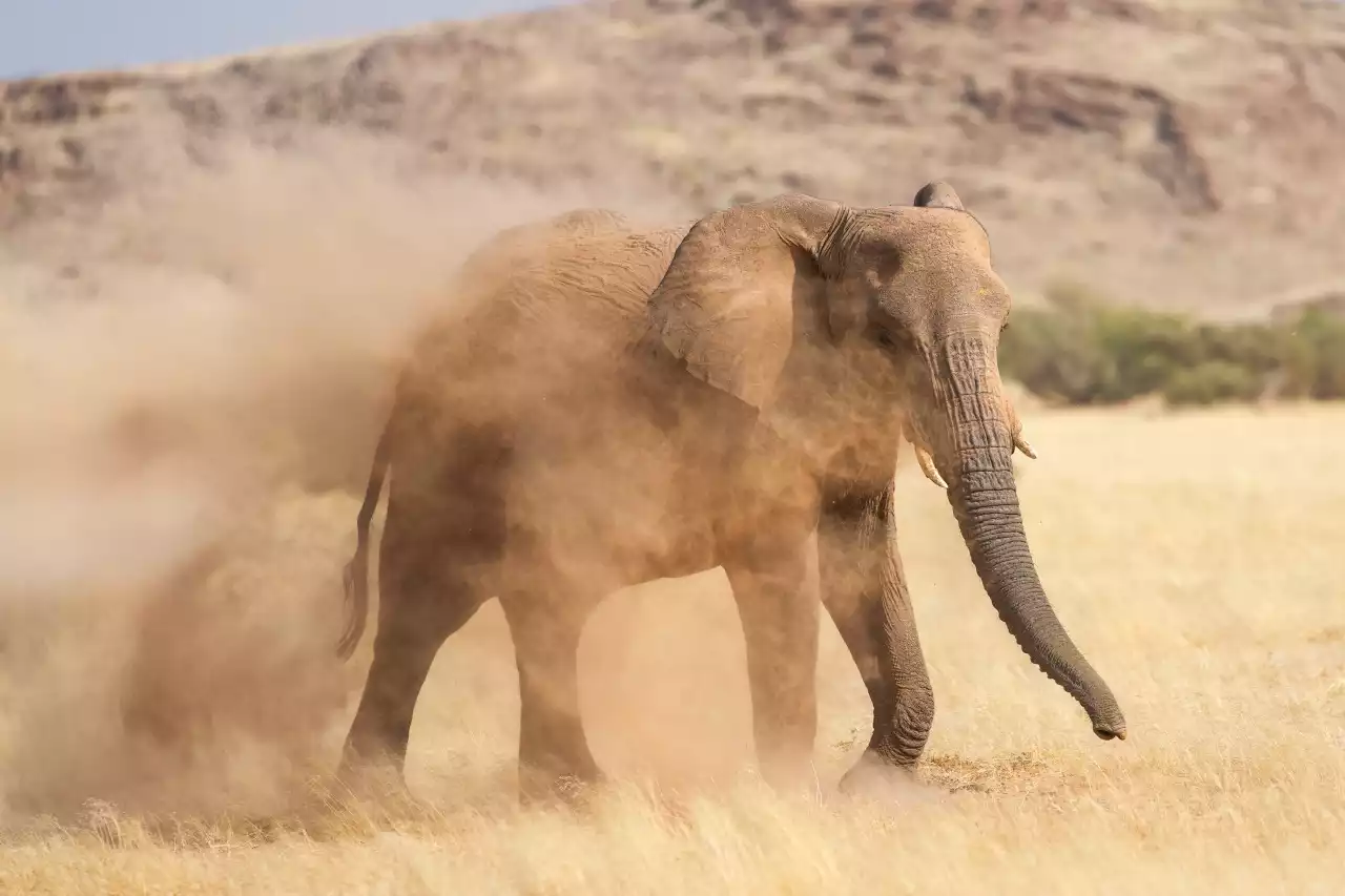 Namibia DSA1C03586a Photo by Giles Laurent