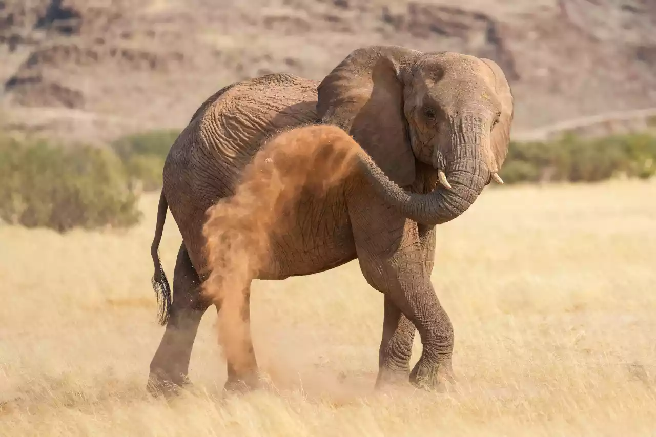 Namibia DSA1C03588a Photo by Giles Laurent