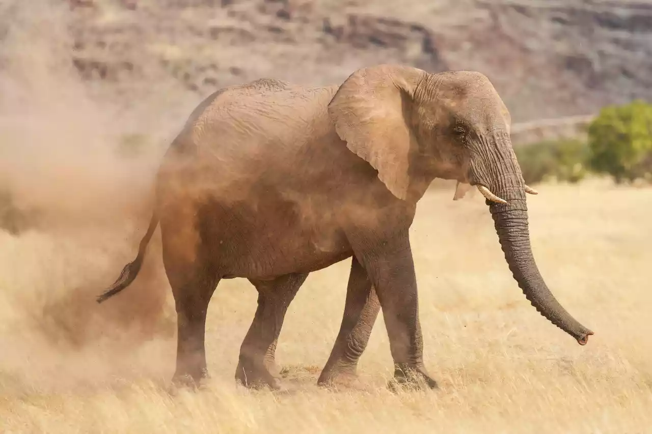 Namibia DSA1C03590a Photo by Giles Laurent