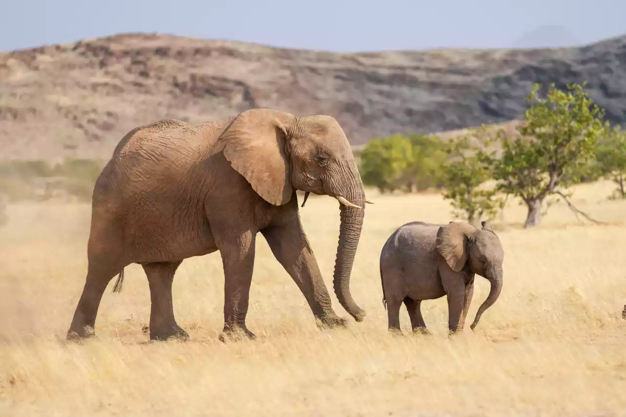 Namibia DSA1C03591 Photo by Giles Laurent