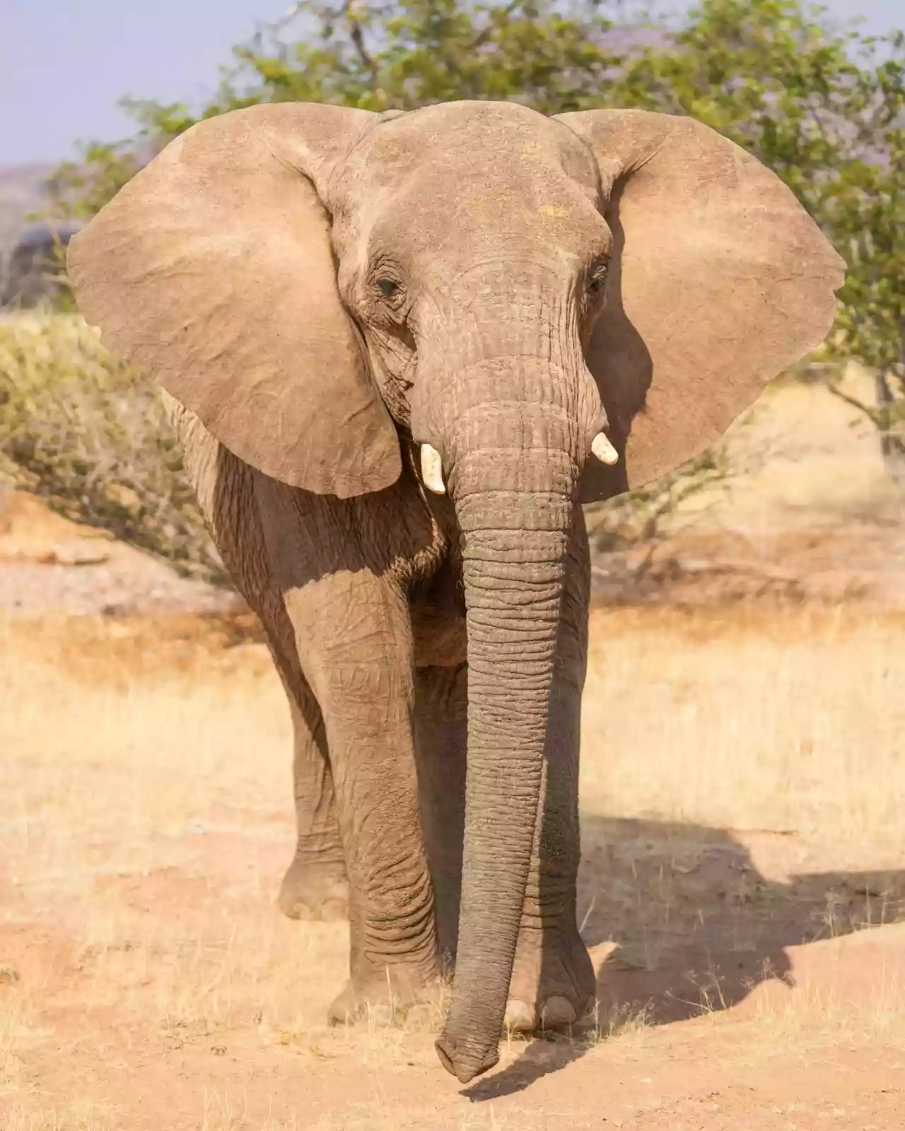Namibia DSA1C03619 Photo by Giles Laurent