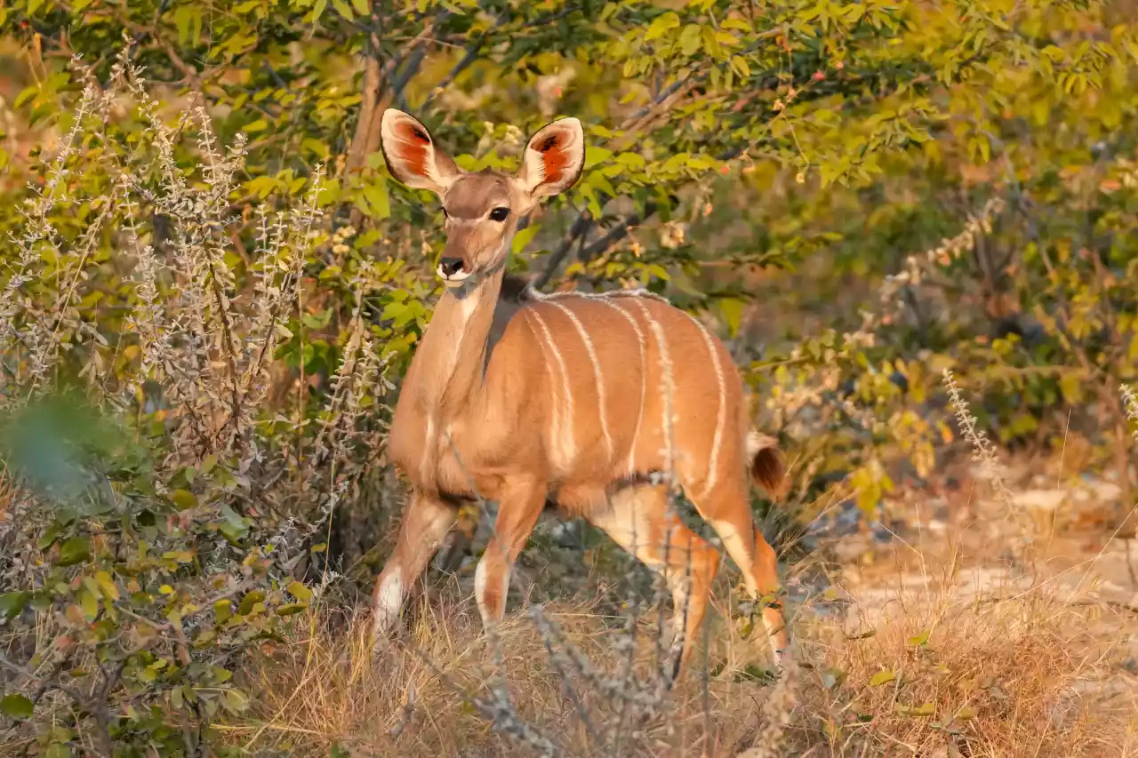 Namibia DSA1C04049 Photo by Giles Laurent