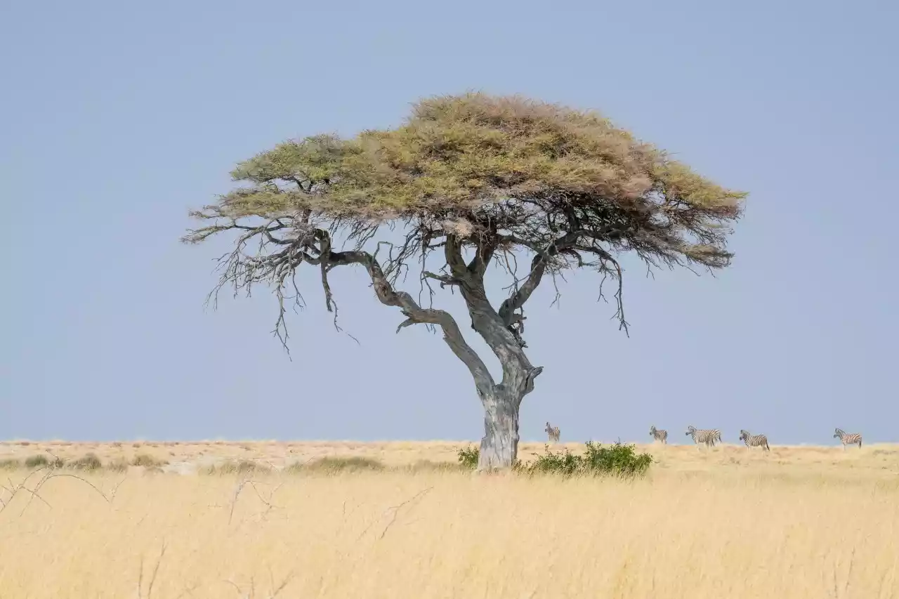 Namibia DSA1C04214 Photo by Giles Laurent